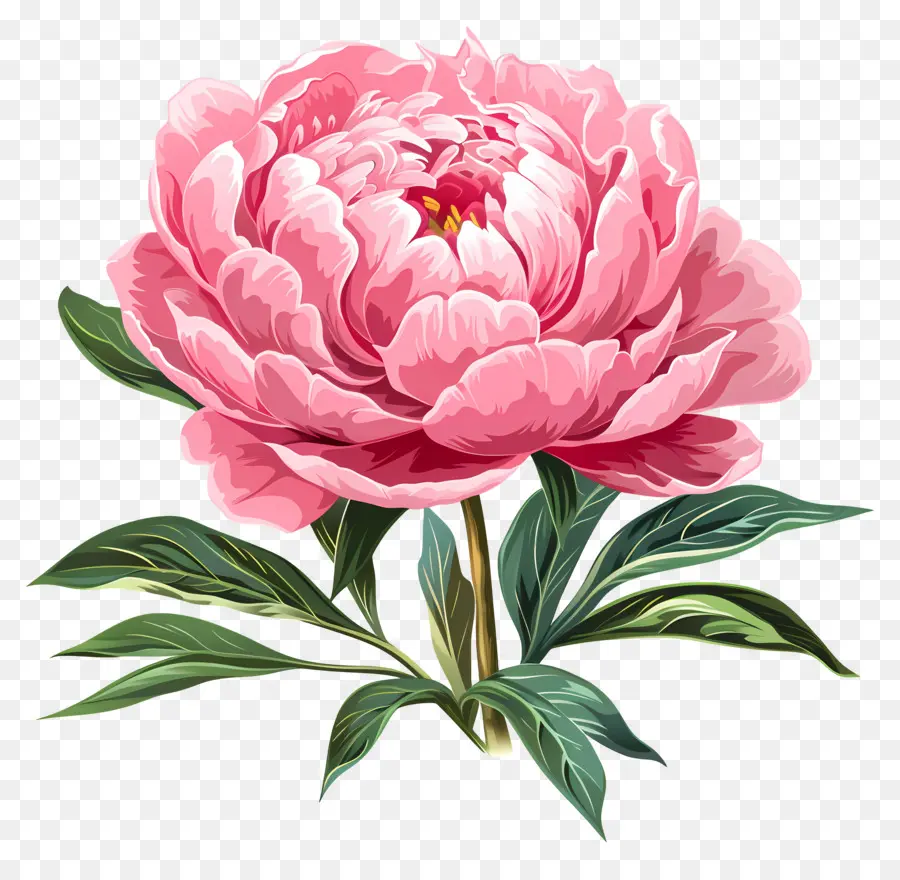 Pink Peony，Bunga PNG