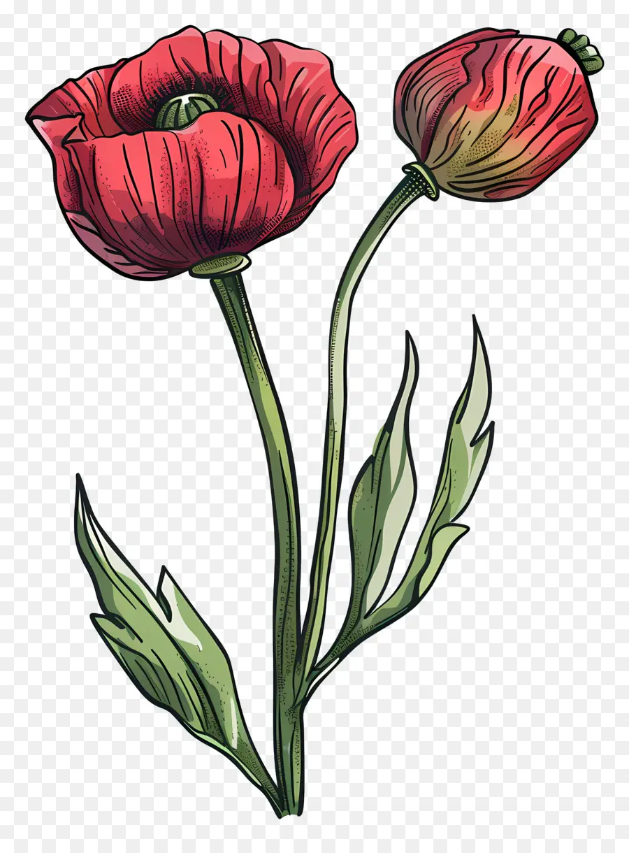 Bunga Opium，Tulip Merah Muda PNG