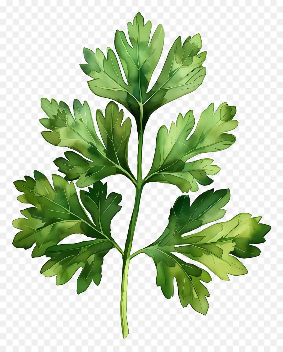 Daun Peterseli，Peterseli PNG