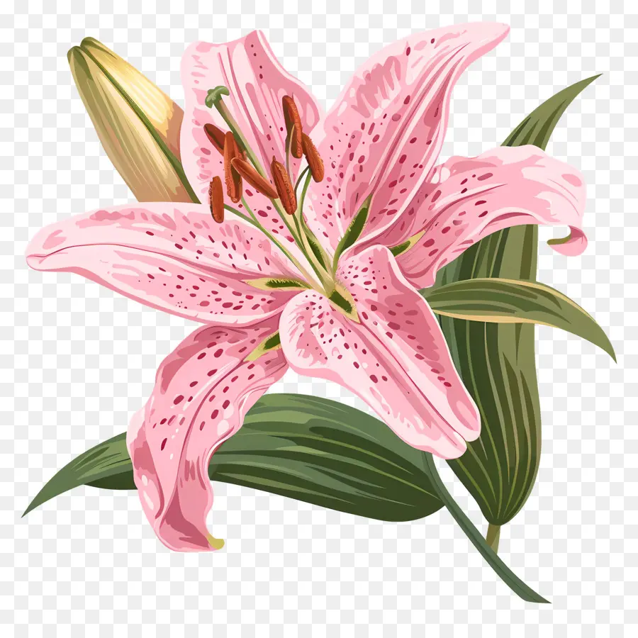 Bunga Lily Merah Muda，Pink Lily PNG