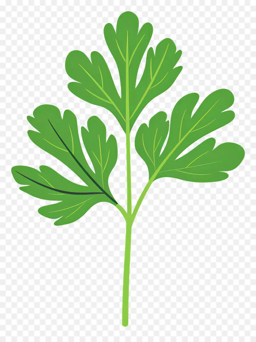 Daun Peterseli，Peterseli PNG