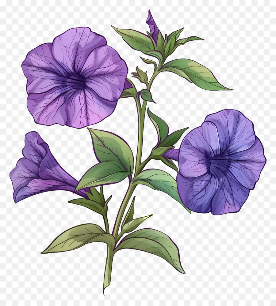 Bunga Petunia，Pagi Kemuliaan PNG