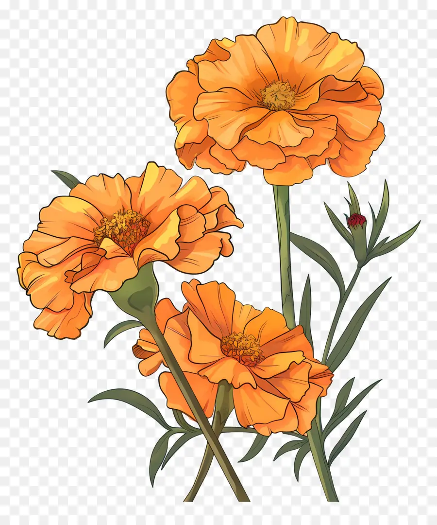 Bunga Marigold，Anyelir Kuning PNG