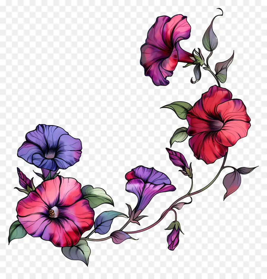 Bunga Petunia，Bunga Berwarna Warni PNG