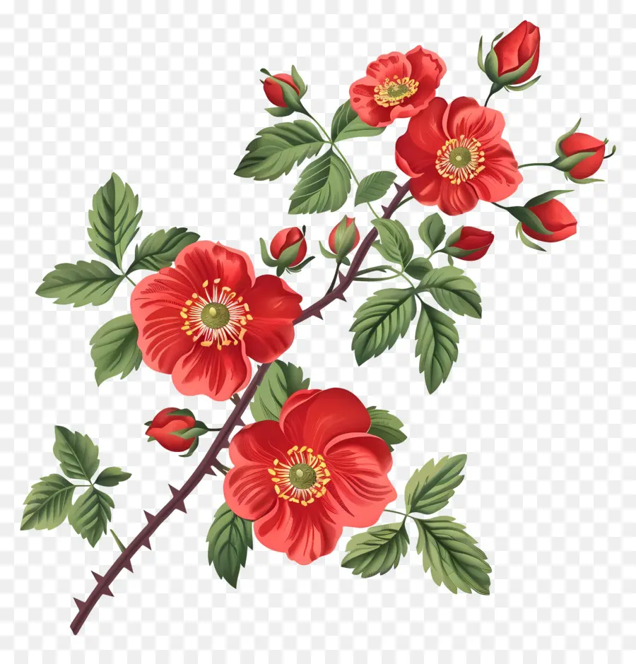 Bunga Rosehip，Bunga Bunga Merah PNG