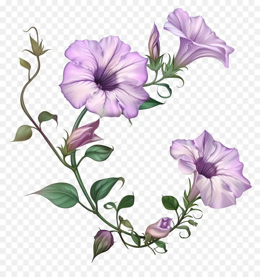 Bunga Petunia，Bunga Bunga Ungu PNG