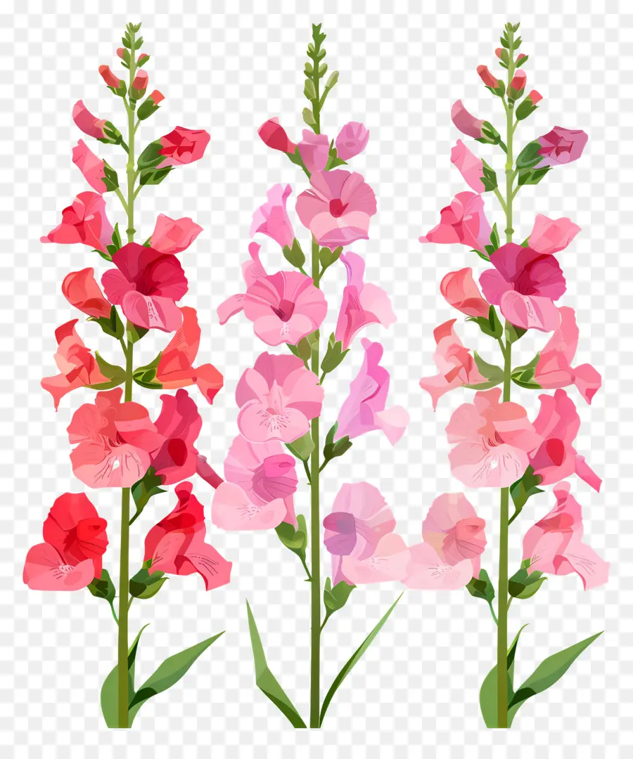 Bunga Snapdragon，Bunga Berwarna Warni PNG