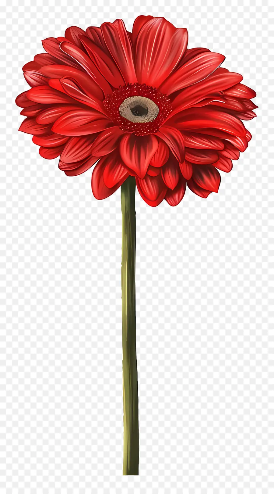 Gerbera Merah，Bunga Merah PNG