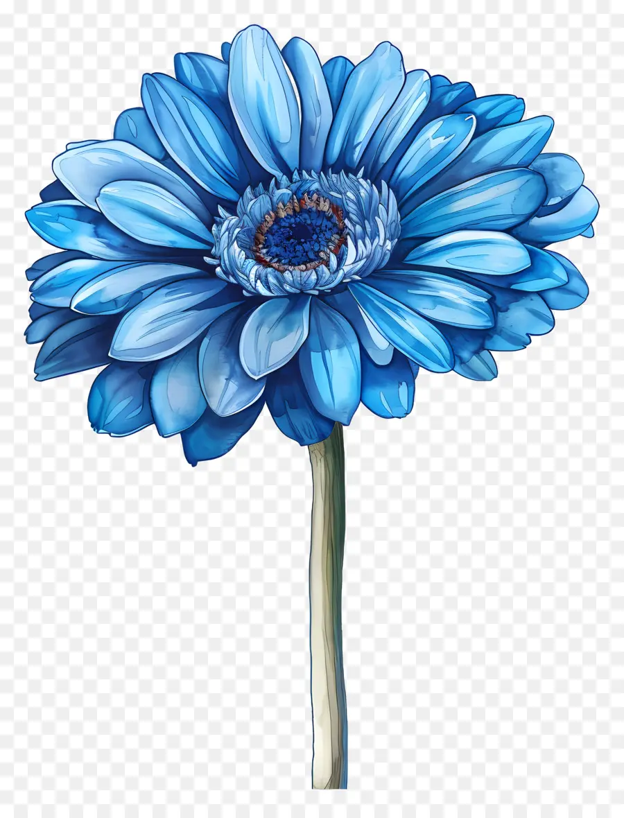 Gerbera Biru，Bunga Biru PNG