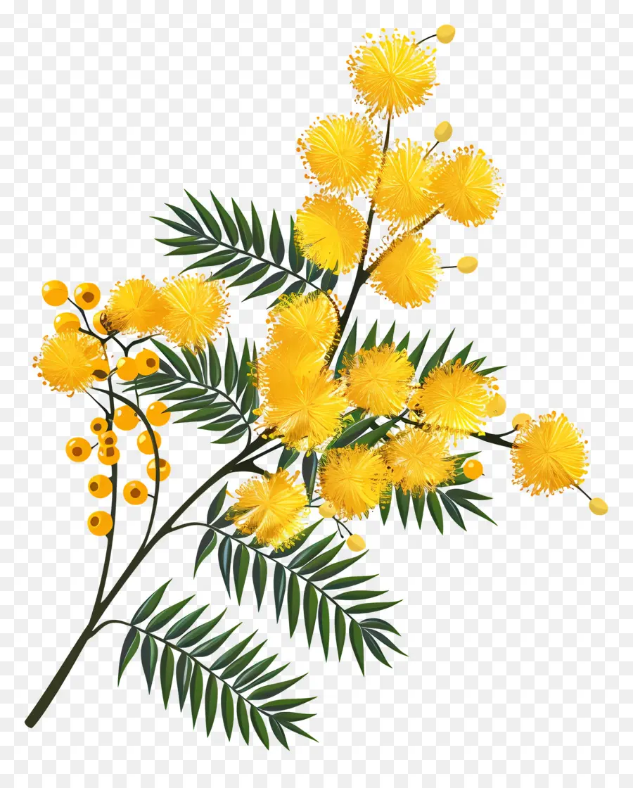 Bunga Mimosa，Bunga Kuning PNG