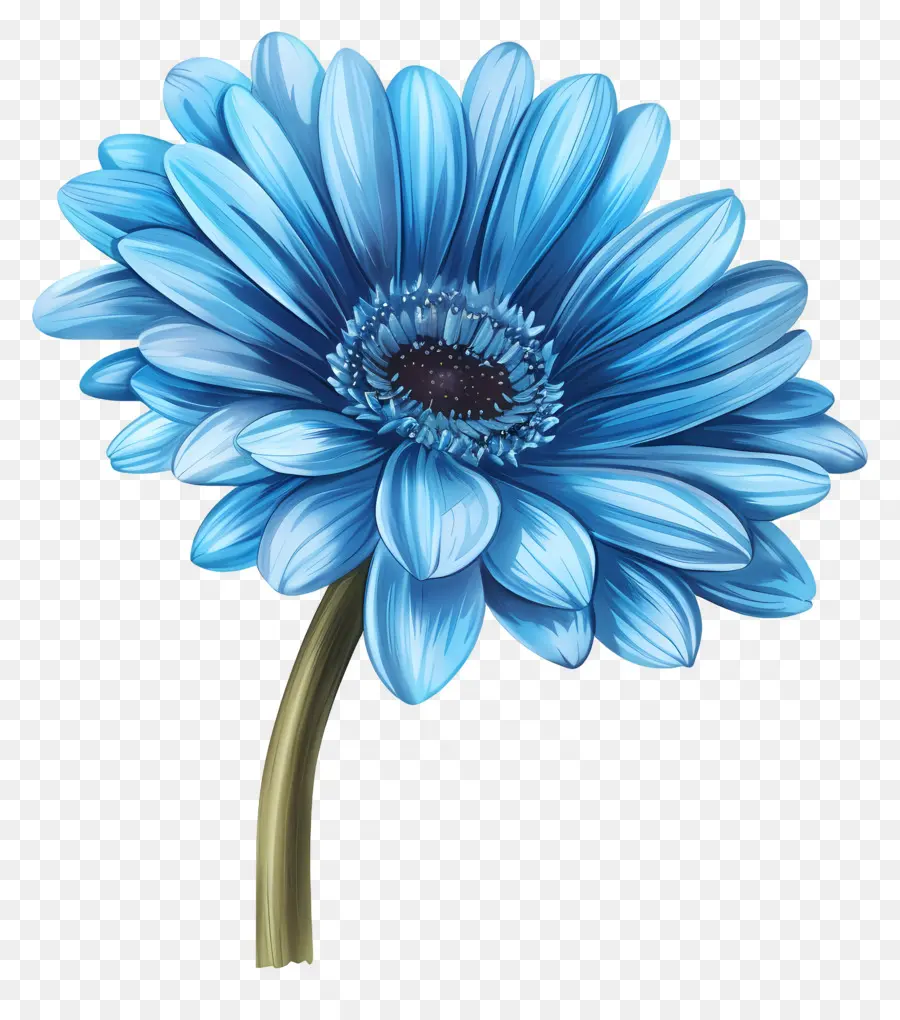 Gerbera Biru，Bunga Putih PNG