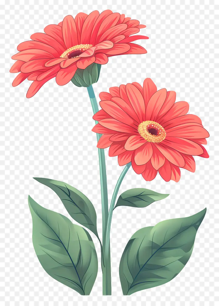 Gerbera Merah，Daisy PNG