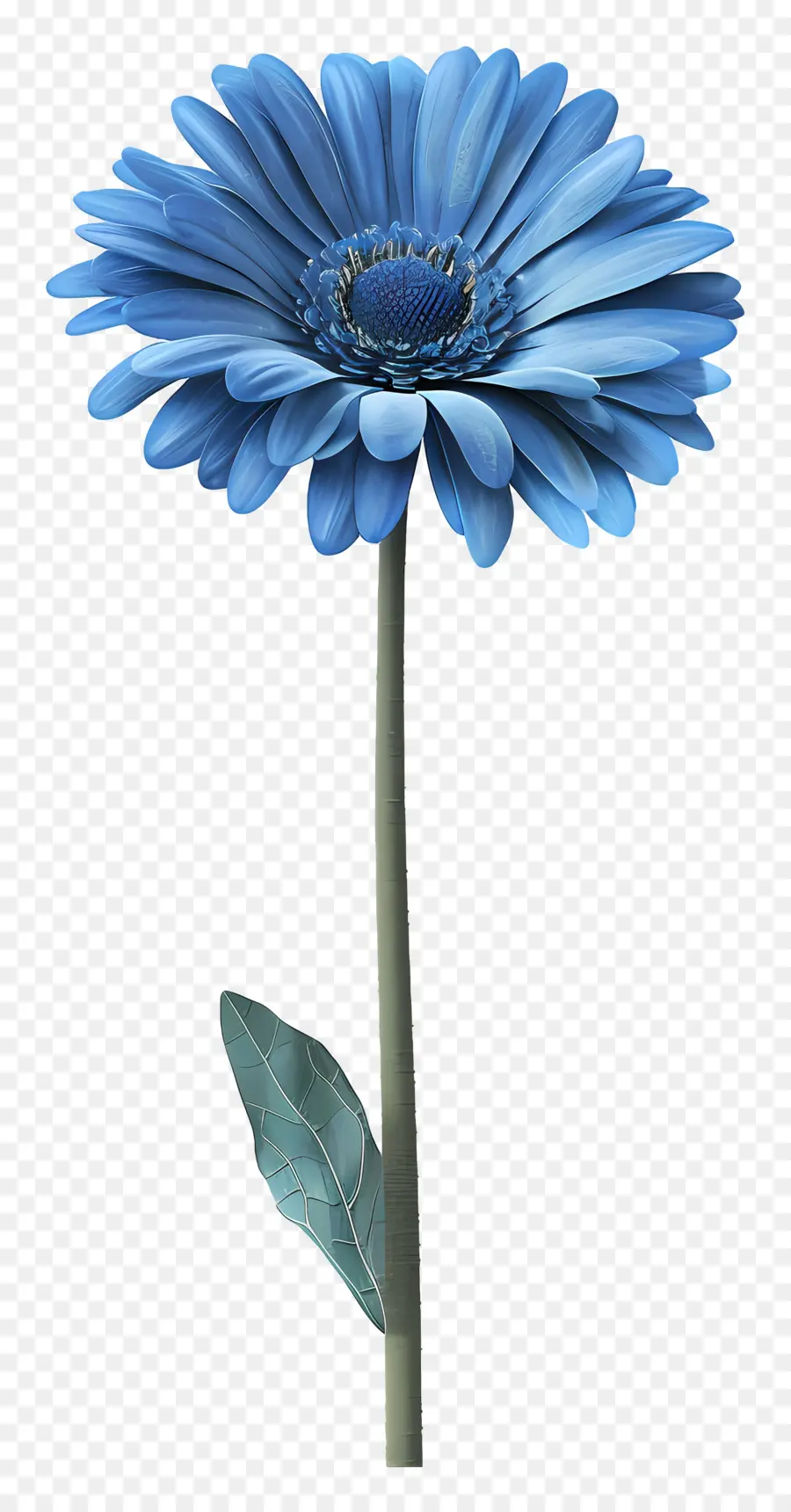 Gerbera Biru，Bunga Biru PNG