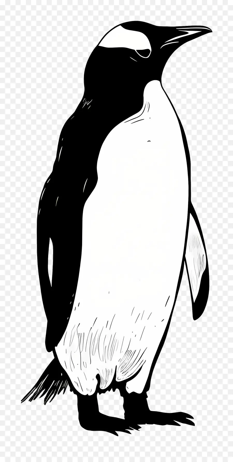 Penguin，Hitam Dan Putih PNG