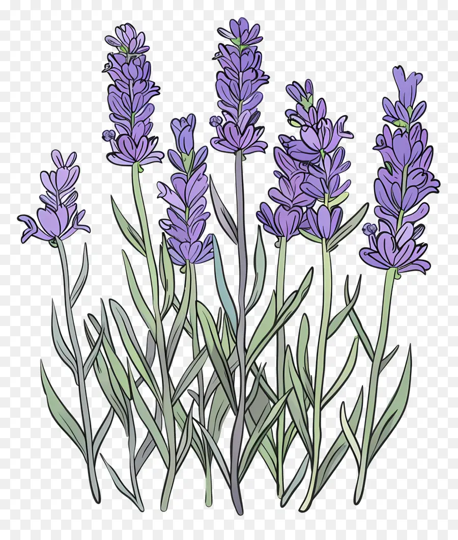 Taman Lavender，Warna Lembayung Muda PNG