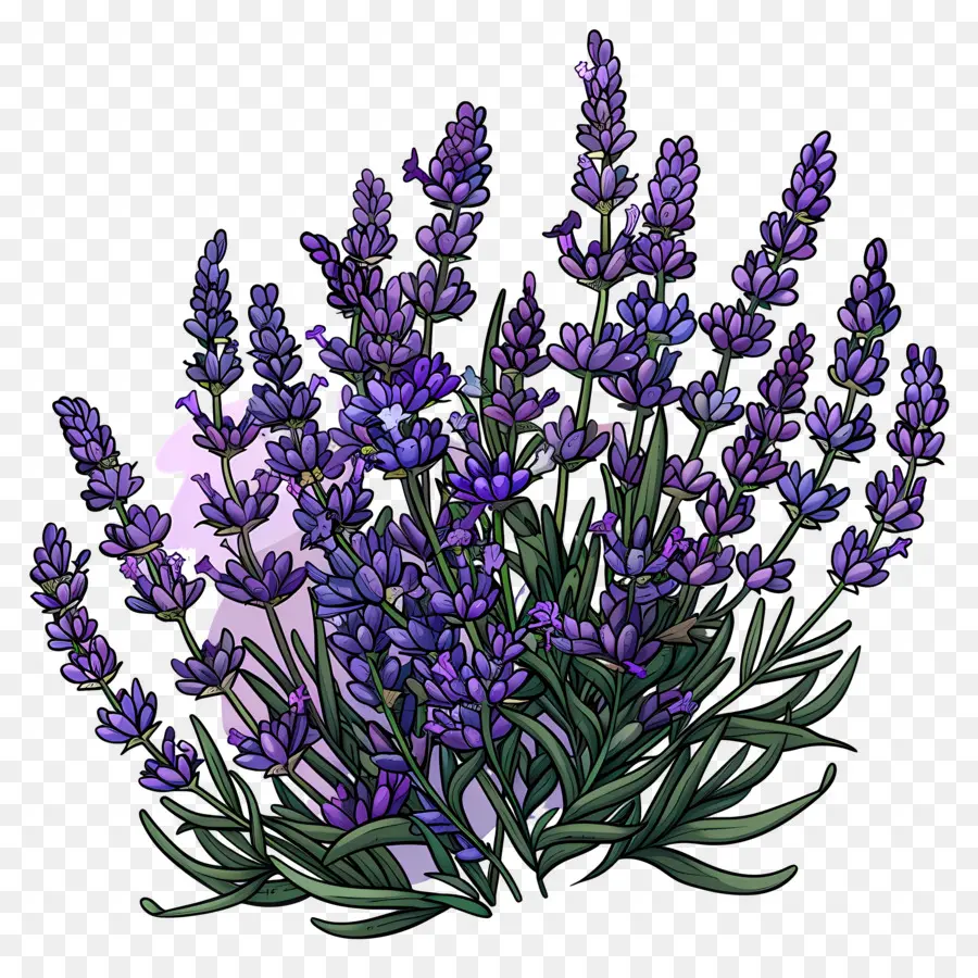 Taman Lavender，Warna Lembayung Muda PNG