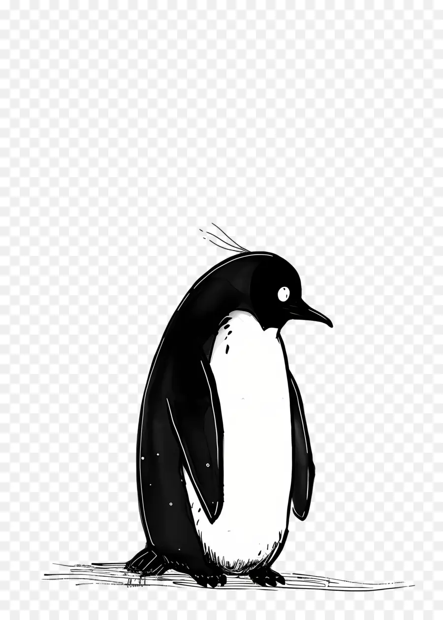 Penguin，Burung PNG