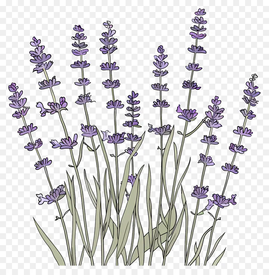 Taman Lavender，Warna Lembayung Muda PNG