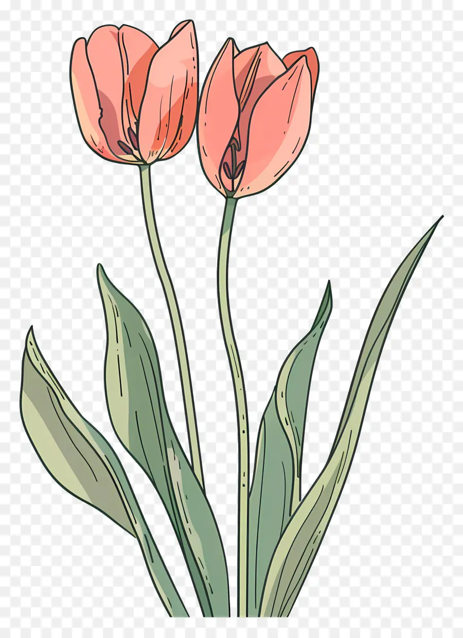 Bunga Tulip，Tulip PNG