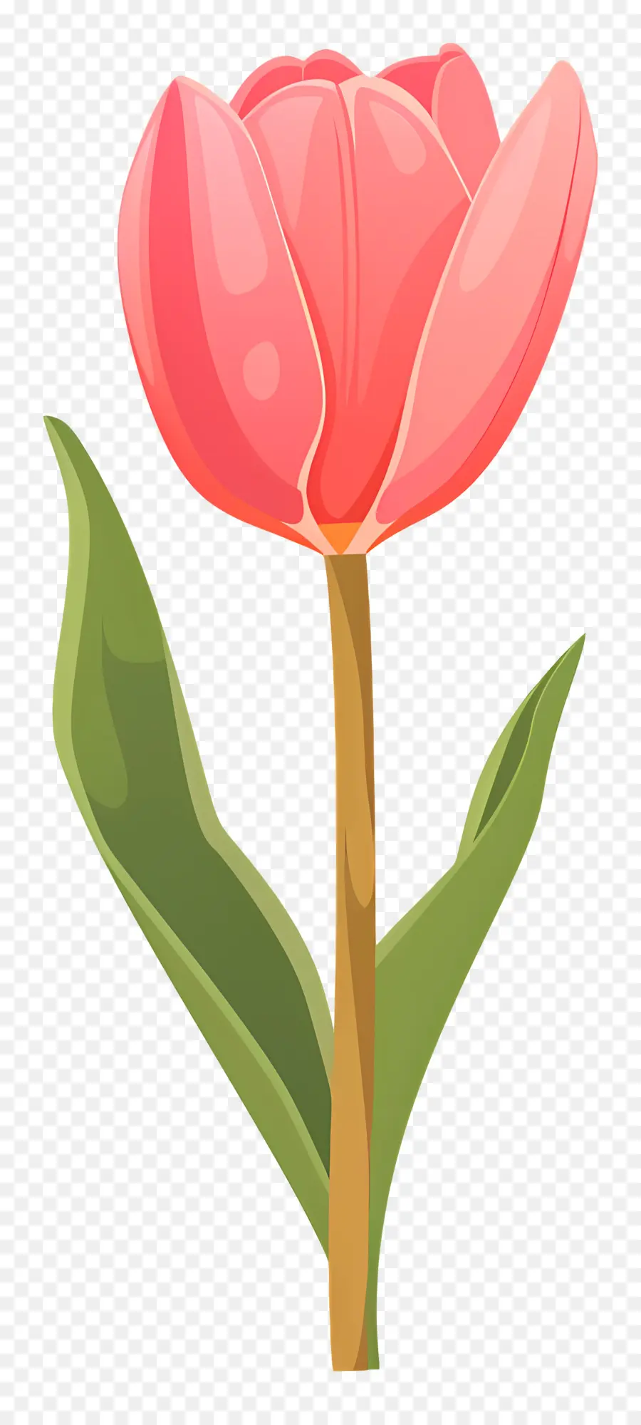 Bunga Tulip，Bunga Berwarna Warni PNG