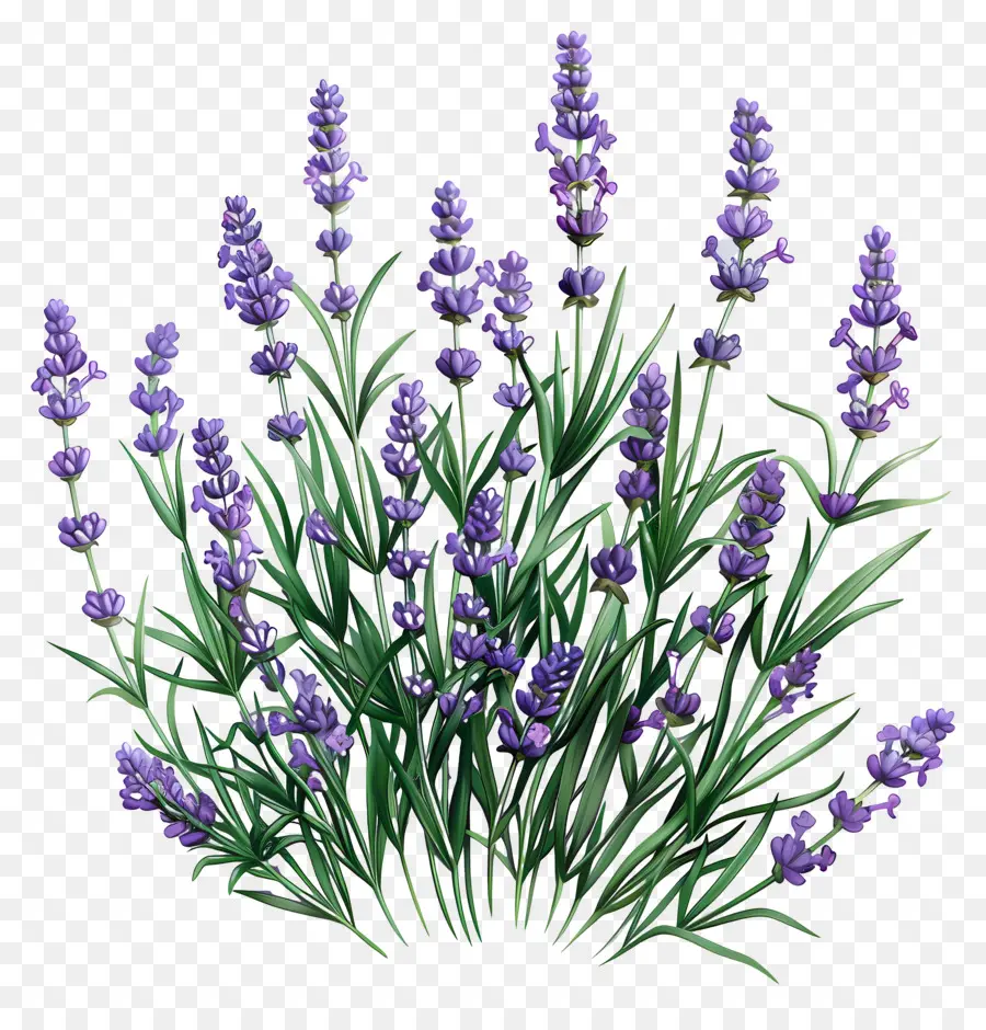 Lavender Taman，Lavender PNG