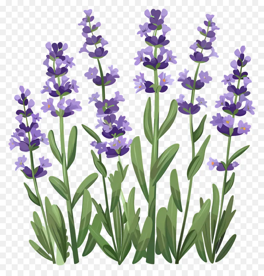 Taman Lavender，Bunga Lavender PNG