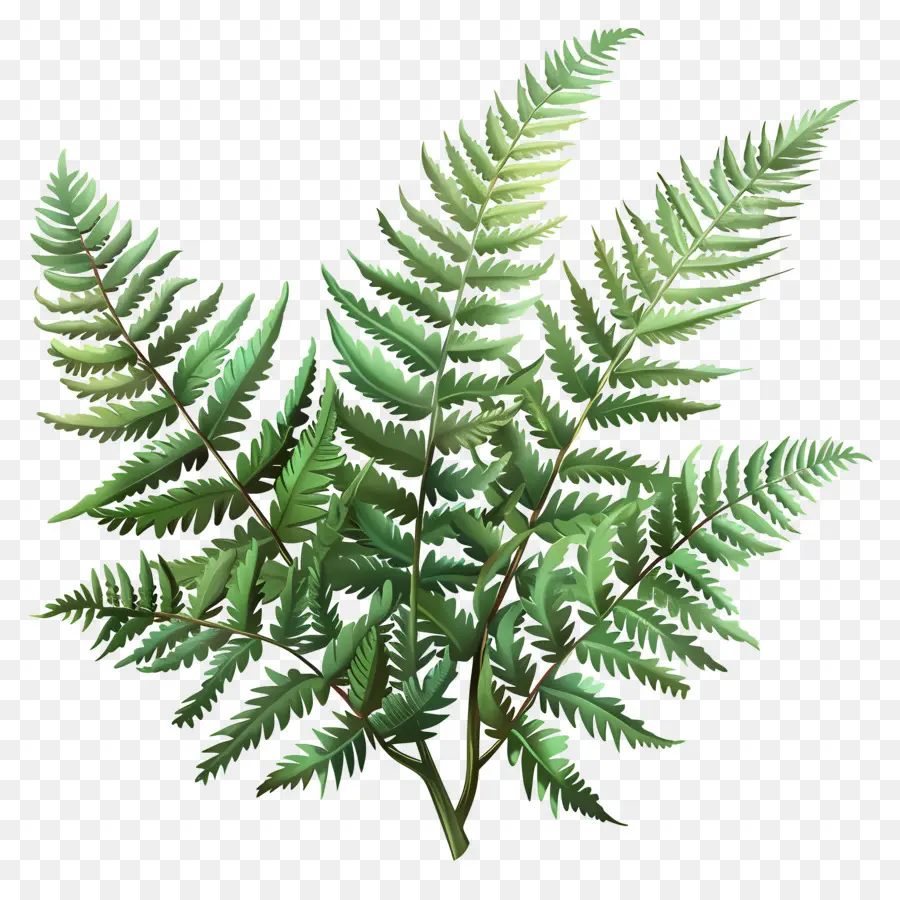 Garden Fern，Daun Pakis PNG