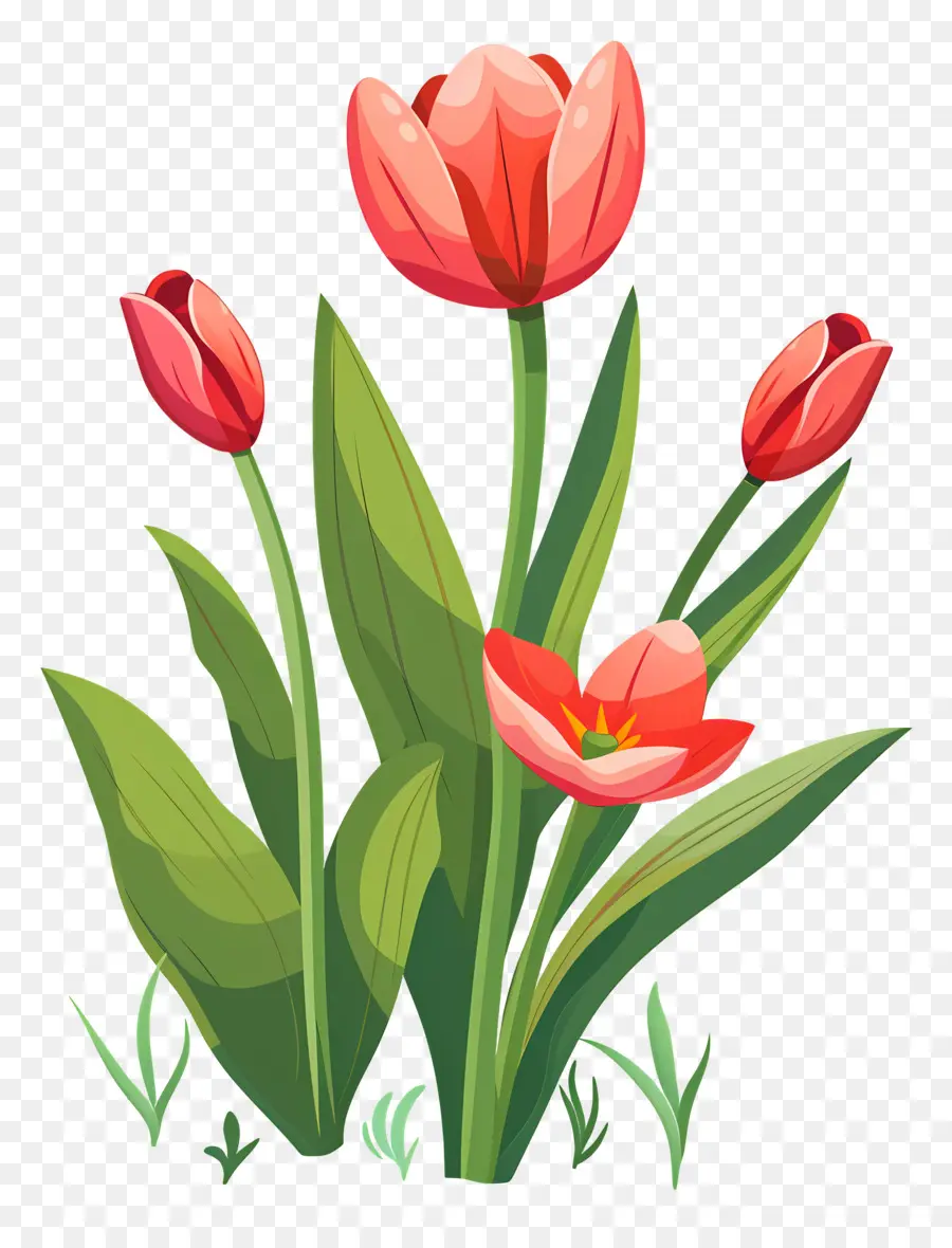 Bunga Tulip，Tulip Merah Dan Ungu PNG