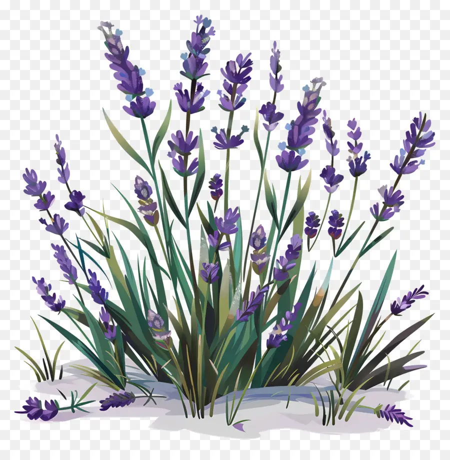 Lavender Taman，Bunga Lavender PNG