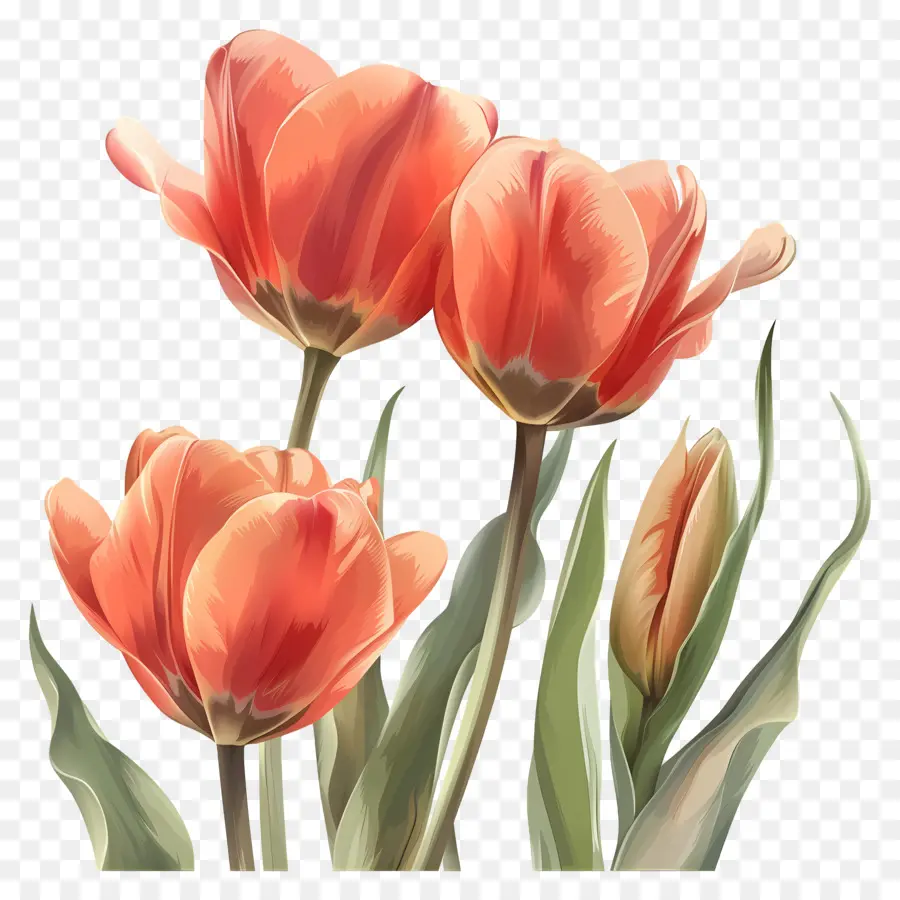 Bunga Tulip，Tulip PNG