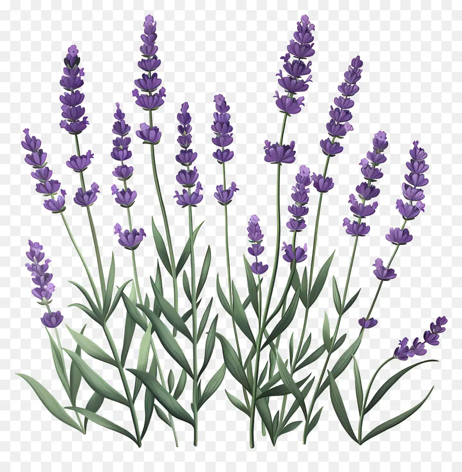 Taman Lavender，Bunga Lavender PNG