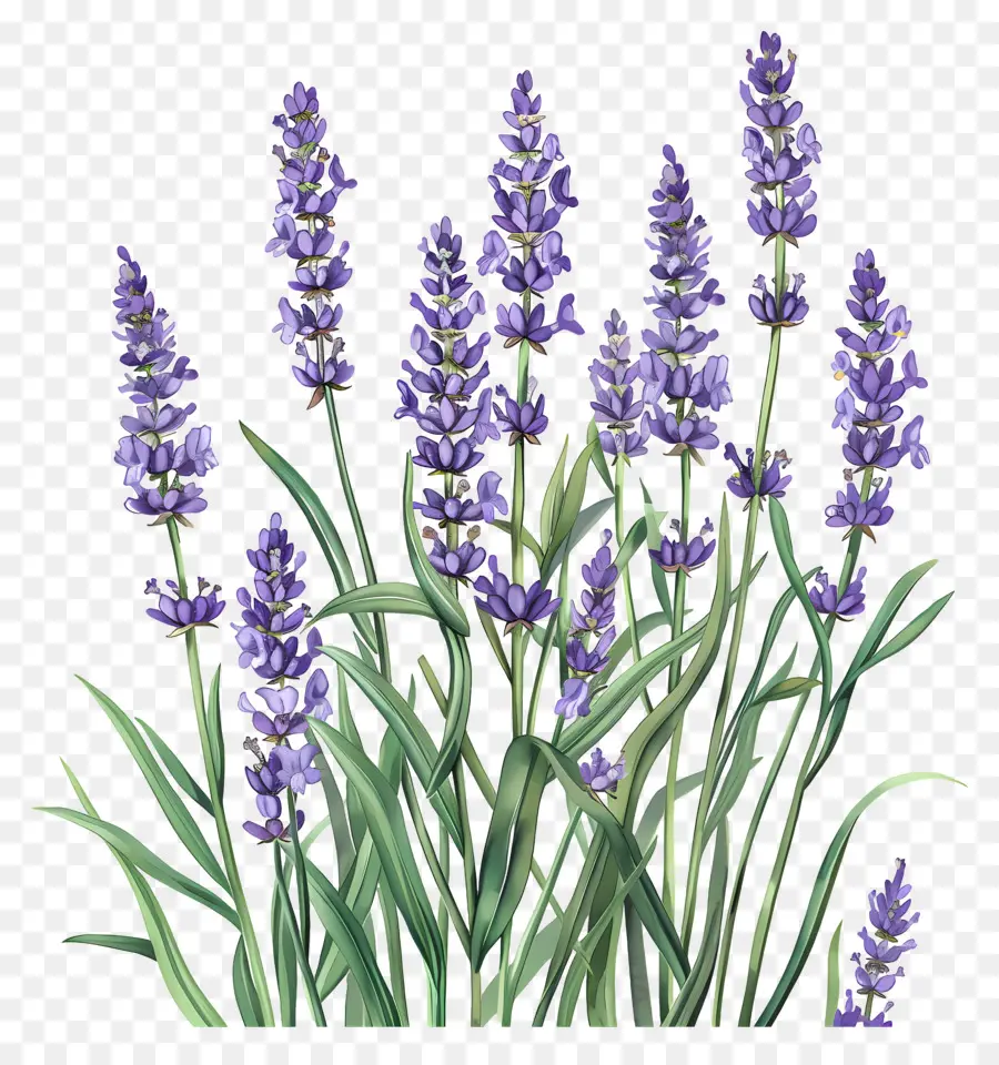 Lavender Taman，Lavender PNG