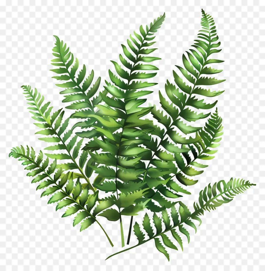 Garden Fern，Tanaman Pakis PNG