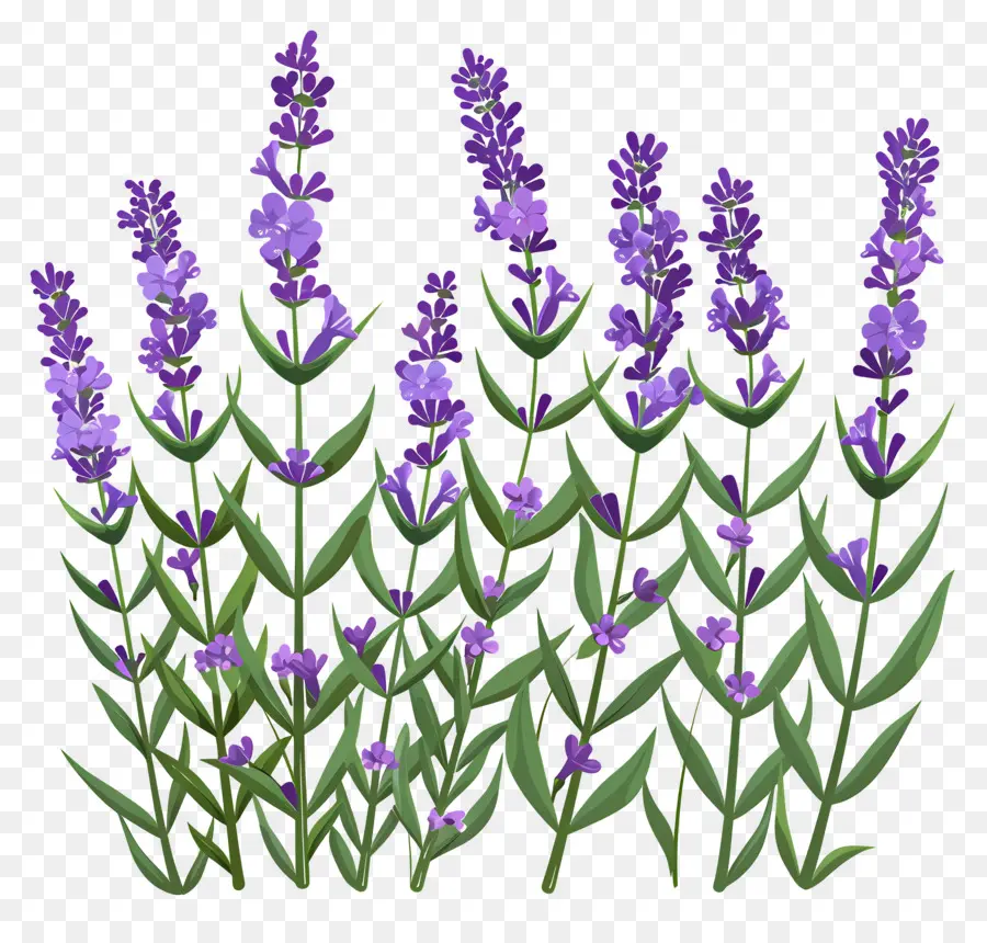 Taman Lavender，Warna Lembayung Muda PNG