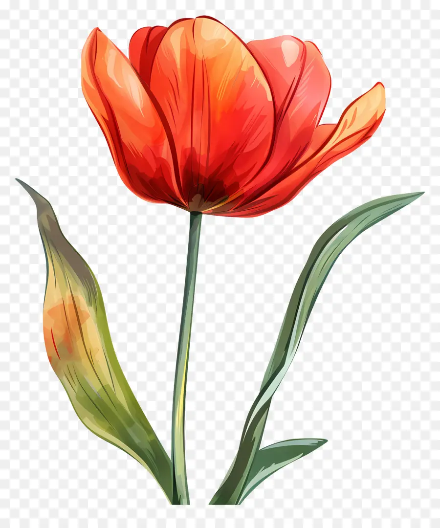 Bunga Tulip，Bunga Merah PNG