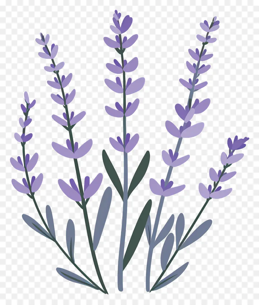 Taman Lavender，Warna Lembayung Muda PNG