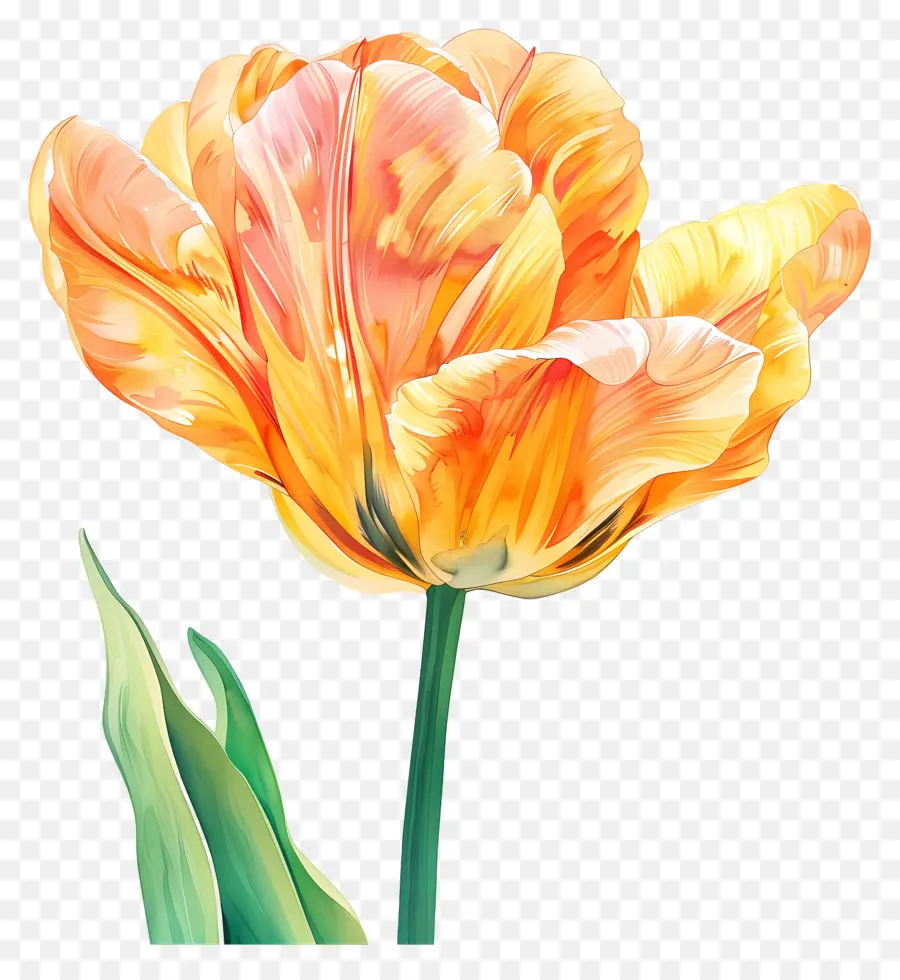 Bunga Tulip，Tulip PNG