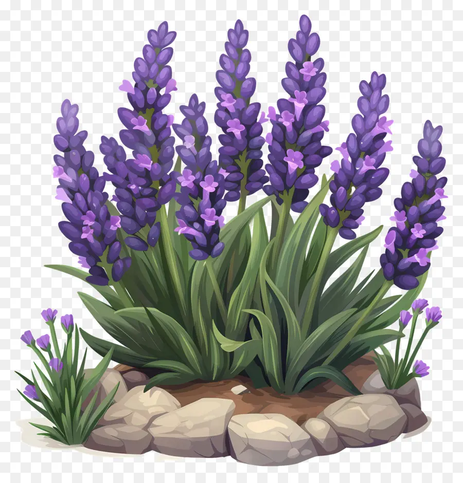 Lavender Taman，Bunga Lavender PNG