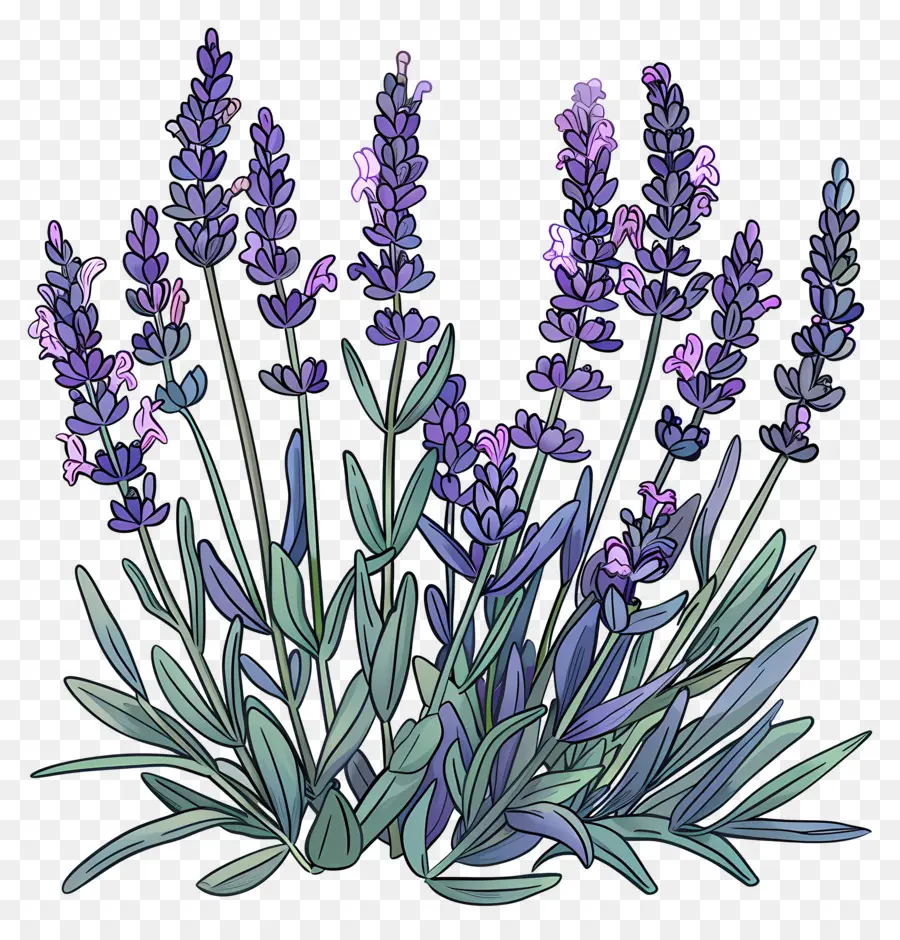 Taman Lavender，Warna Lembayung Muda PNG