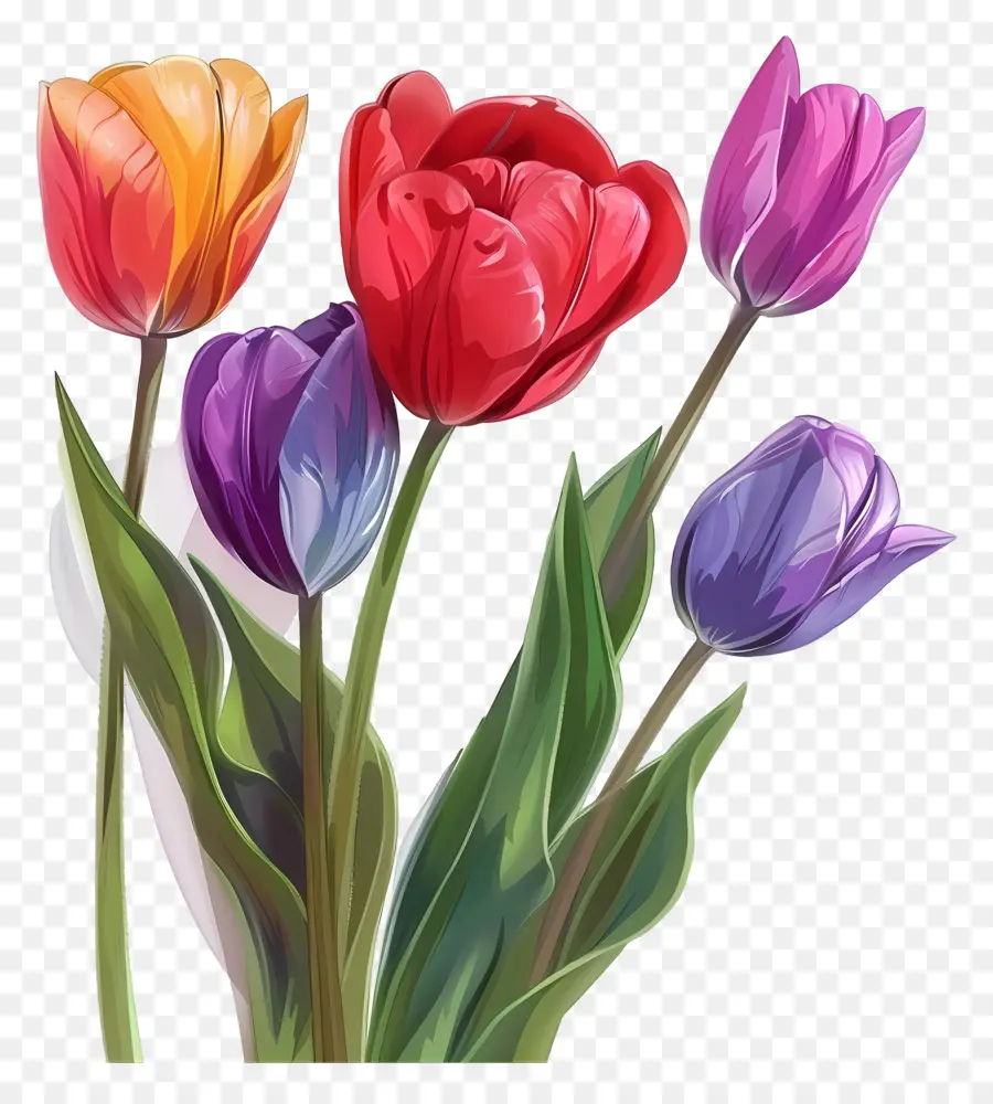 Bunga Tulip，Tulip Merah Muda PNG