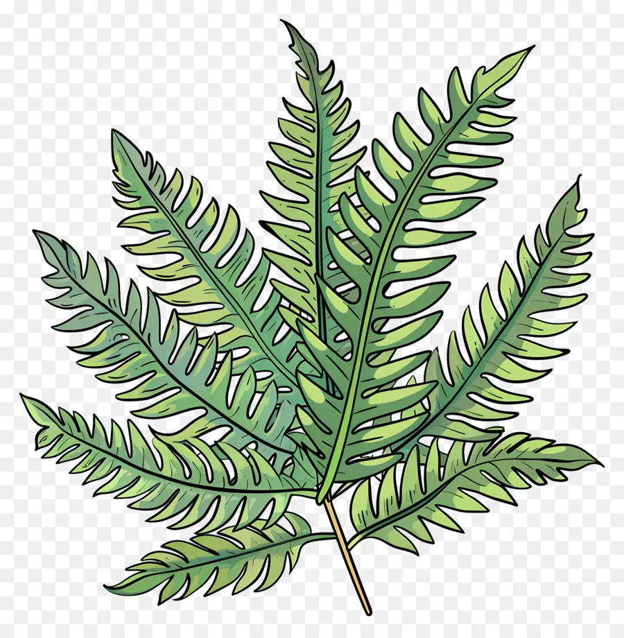 Garden Fern，Daun Pakis PNG