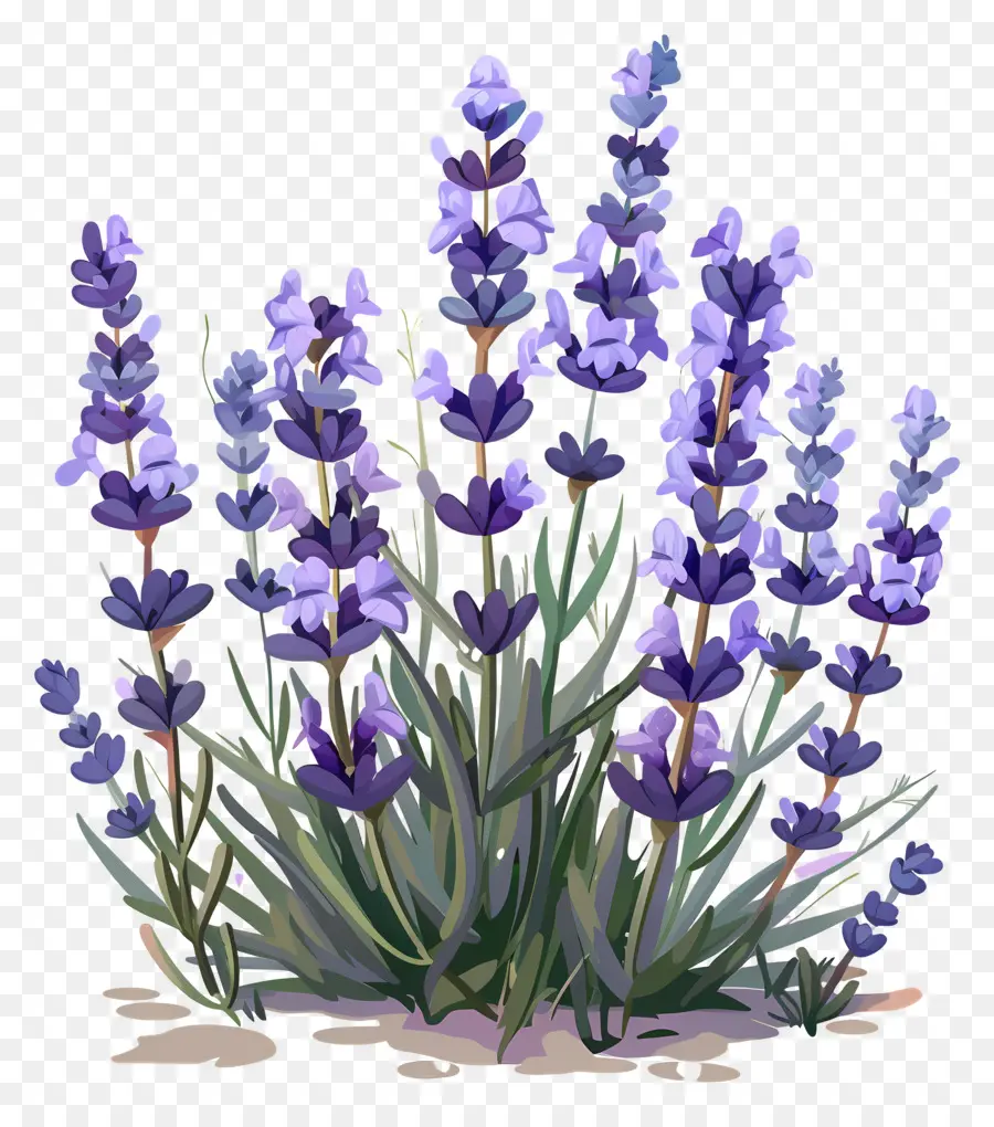 Taman Lavender，Warna Lembayung Muda PNG