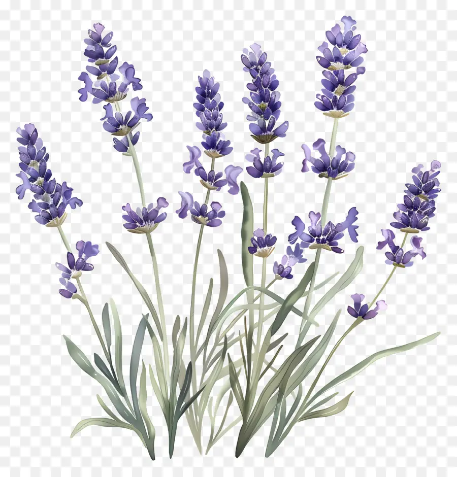 Taman Lavender，Warna Lembayung Muda PNG