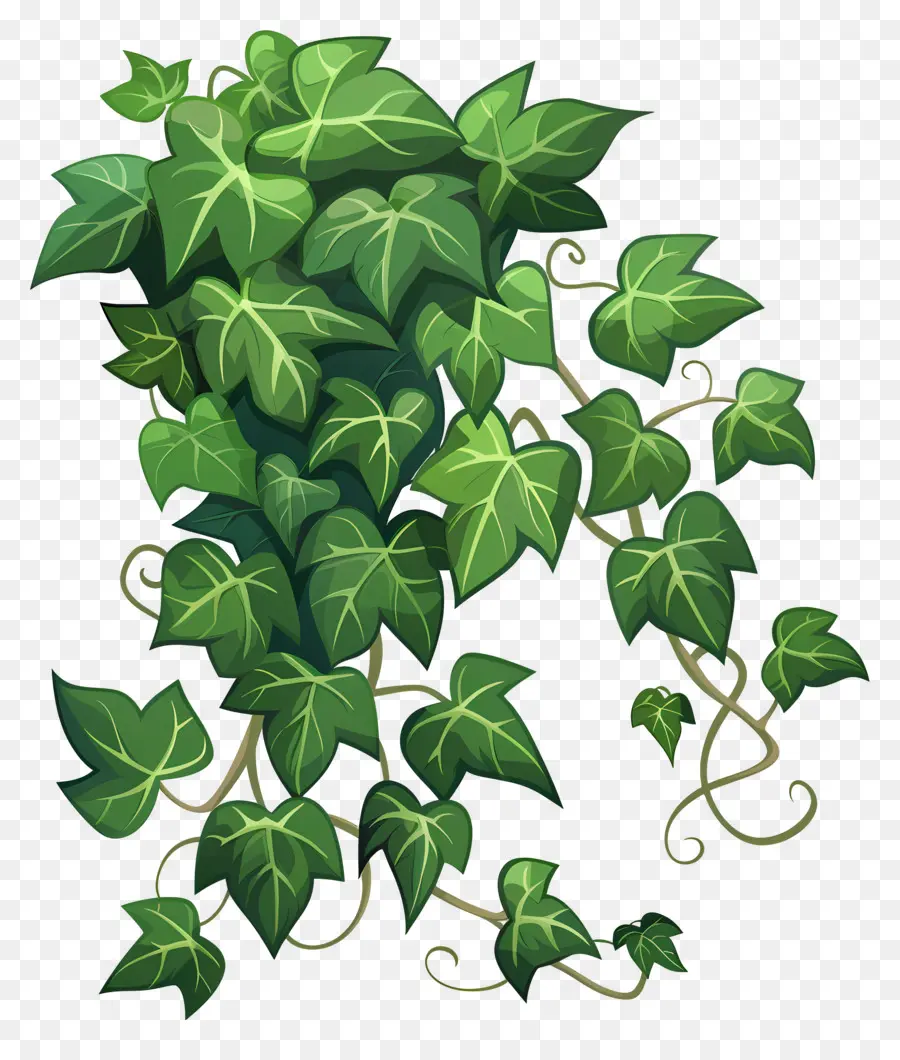 Taman Ivy，Ivy PNG