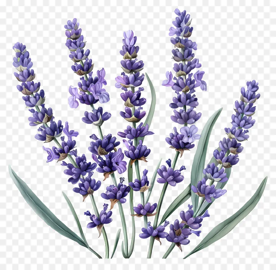 Lavender Taman，Lavender PNG