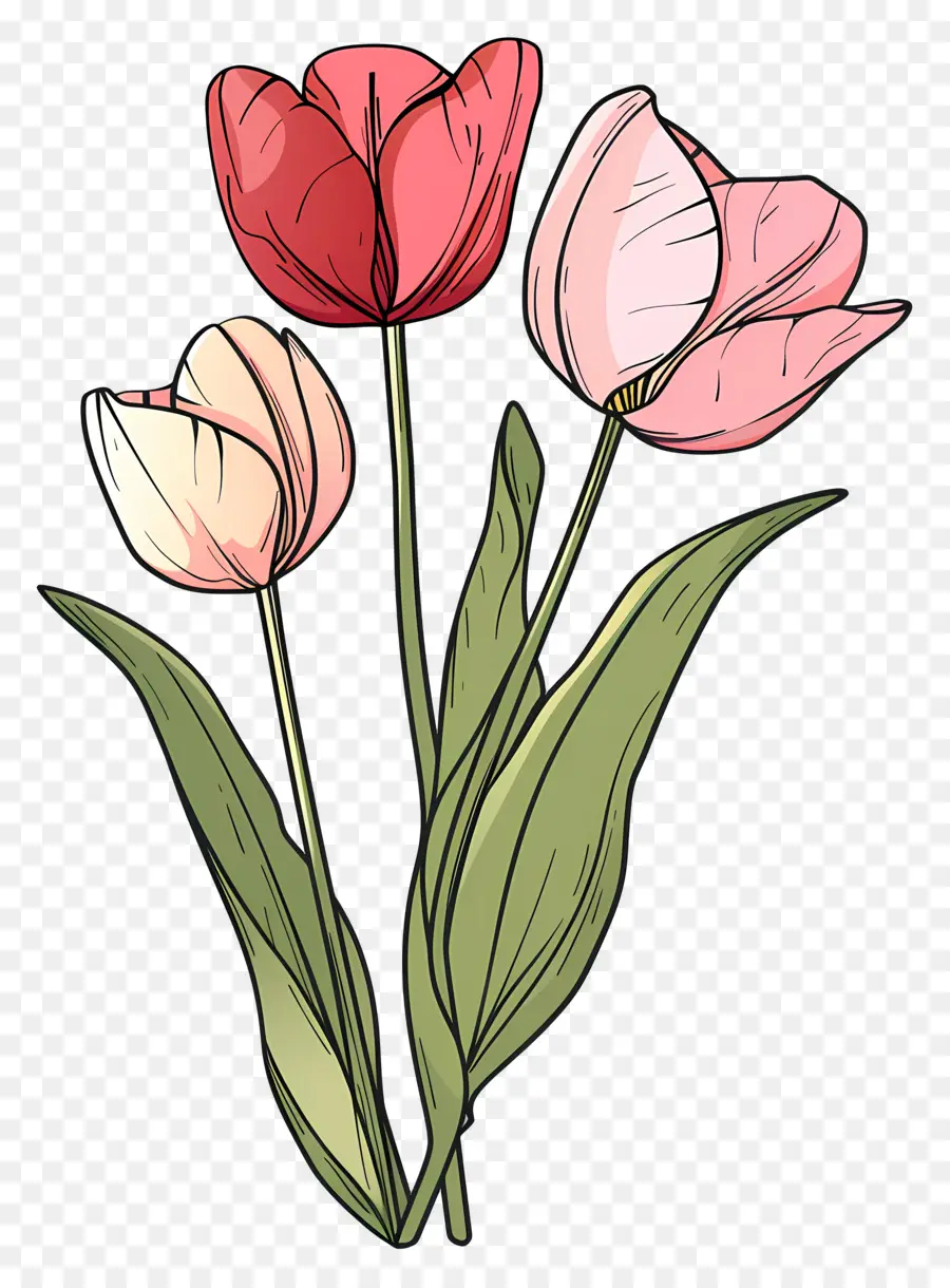 Bunga Tulip，Bunga Merah Muda PNG