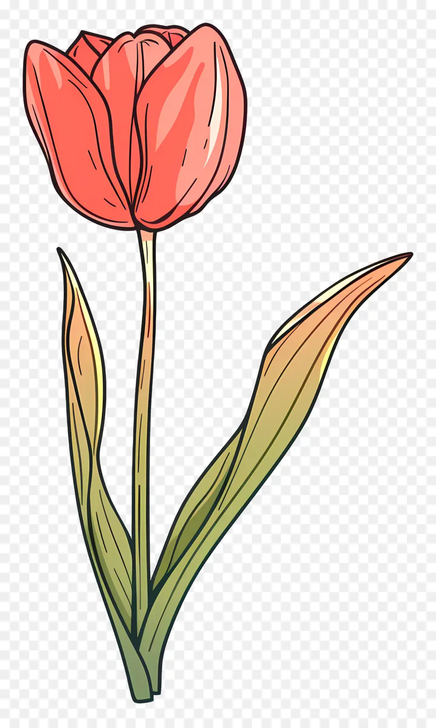 Bunga Tulip，Bunga Merah Muda PNG