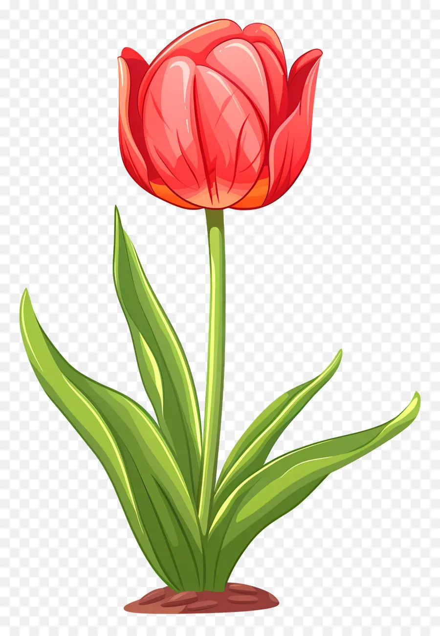 Bunga Tulip，Tulip PNG