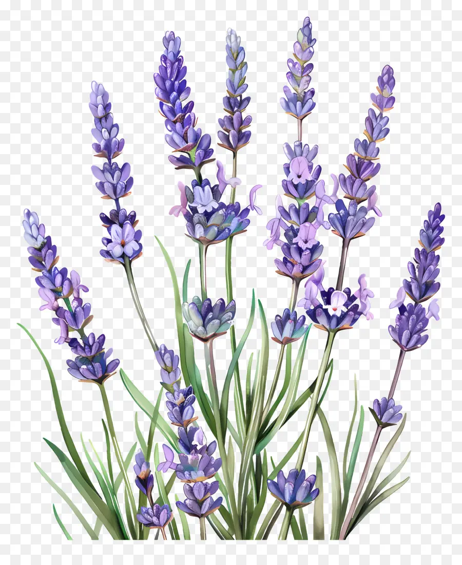 Lavender Taman，Lavender PNG