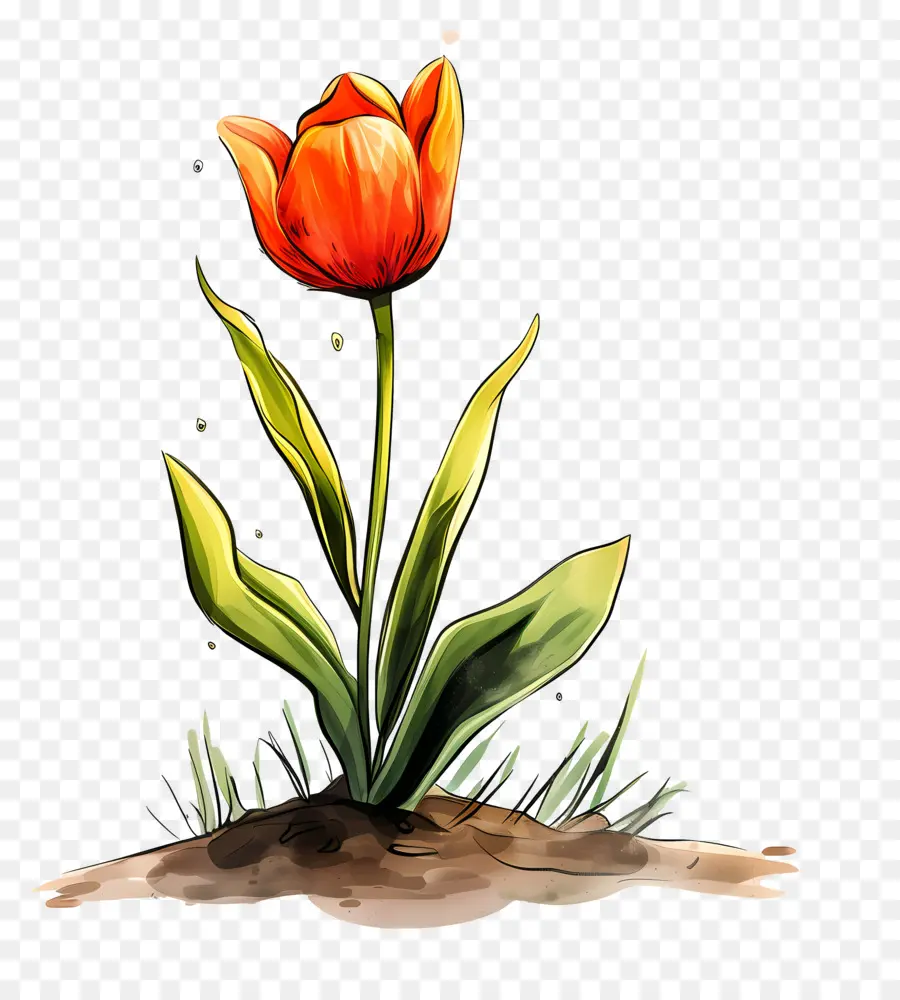 Bunga Tulip，Tulip PNG